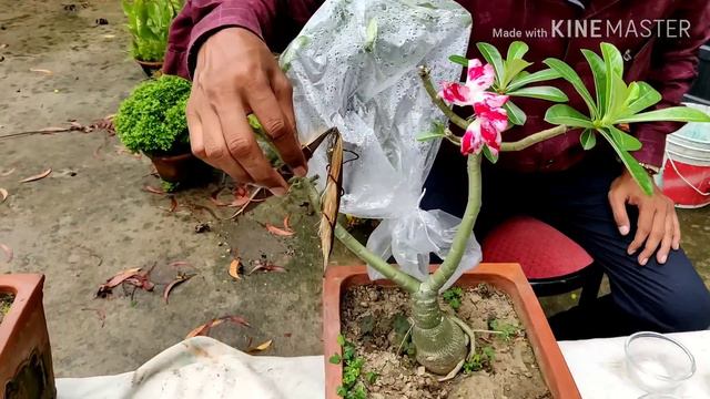 Best Ways to Harvest Seeds from Adenium Plants смотреть онлайн