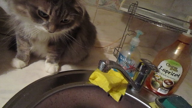 Смишнючие коты)))Кот пасёт икру)))) смотреть онлайн