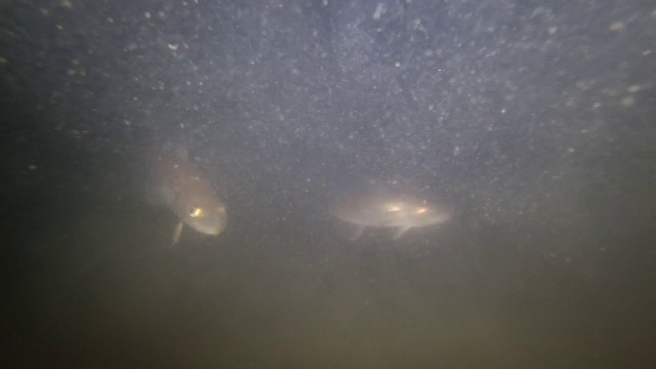 Рыбалка на кальмар  ночная подводная съемка  Night Underwater Shooting Of Calamari Flounder