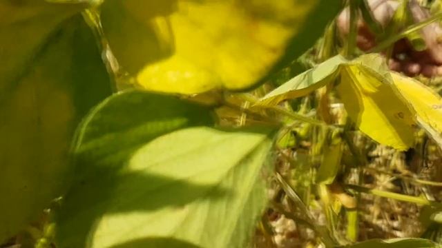 Я решил вырастить сою! смотреть онлайн