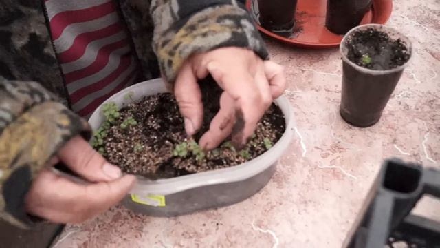 Мелисса как посеять и вырастить.Пикируем мелиссу. смотреть онлайн