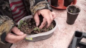 Мелисса как посеять   и вырастить.Пикируем мелиссу.