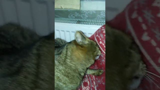 Спящий кот смотреть онлайн