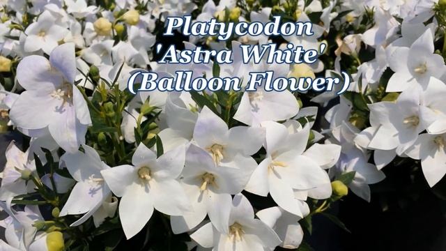 Best Perennials for Sun - Platycodon Astra White (Balloon Flower) смотреть онлайн