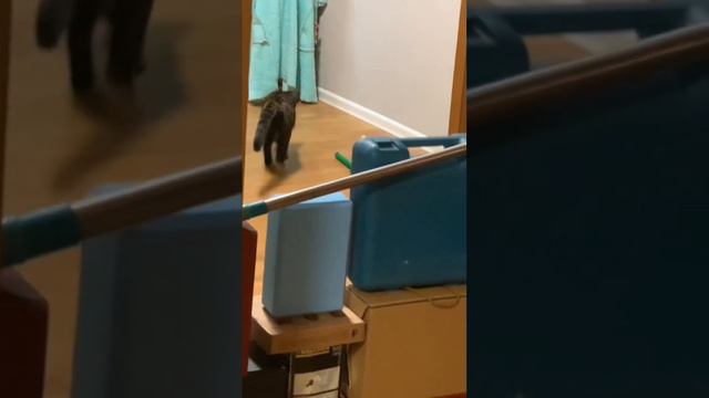 Кошачий конкур. Конкур. 80 см! #конкур #популярное #коты #кошка