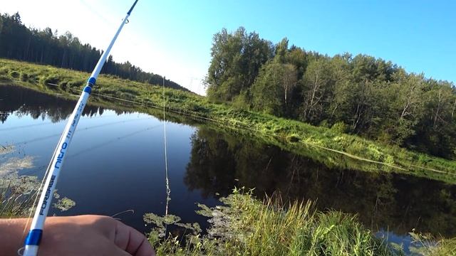 Грибалка + Рыбалка I Река Тосна I Лето 2022 смотреть онлайн