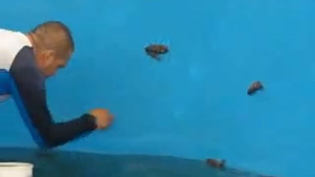 PEPINO смотреть онлайн