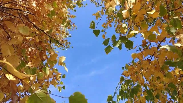 Осенняя прогулка за город смотреть онлайн