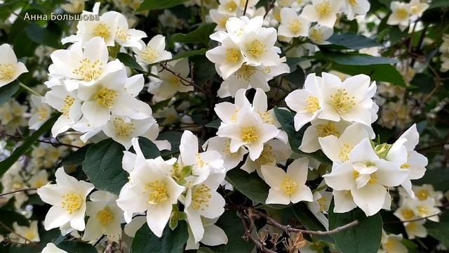 Летний день. Рязань. Жасмин цветет. Красивые стихи и музыка смотреть онлайн