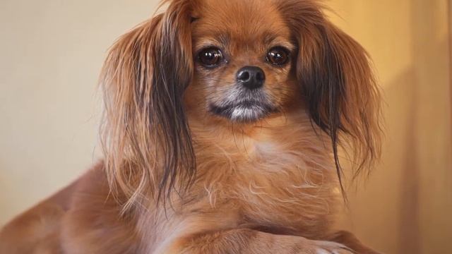 Почему шерсть собак пахнет псиной? смотреть онлайн