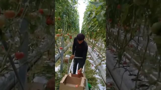 Регар типлитса 2 смотреть онлайн
