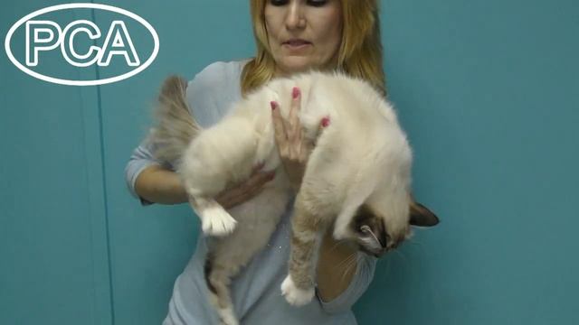 Священная бирма кошка. Участник выставки кошек PCA on-line. смотреть онлайн