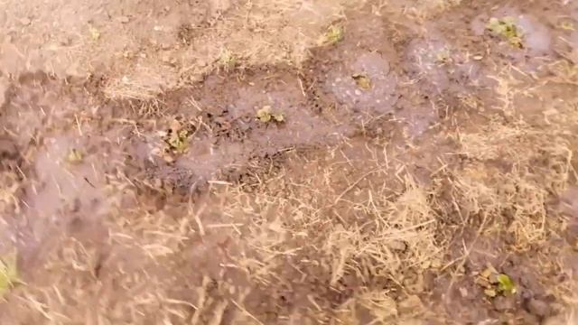 Секрет хорошего урожая клубники/Первая подкормка. смотреть онлайн