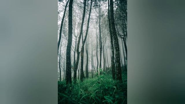 Звуки ночного леса. Звуки природы. смотреть онлайн