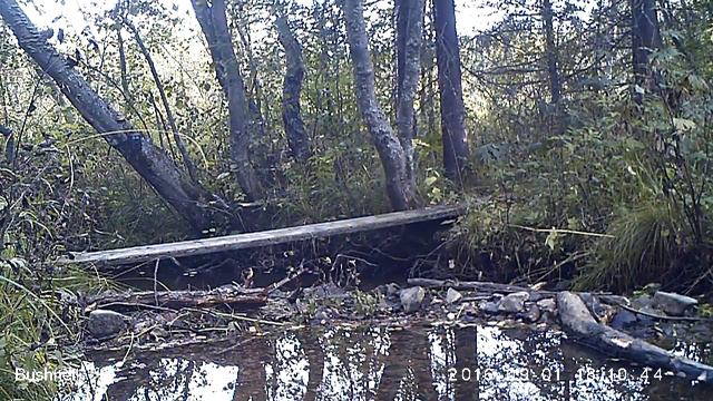 Заяц Висимский заповедник 01 09 16, другой ракурс 4