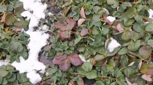 [Как сохранить саженцы клубники в холодильной камере! ]