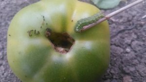 VID_20240902_092912.mp4