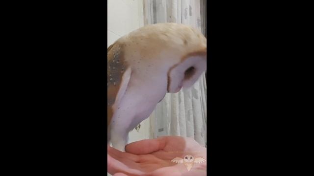 Сова, давай письмо! смотреть онлайн