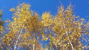 Звук (гул) летящего в небе самолета Ан-12 и золотая осень в Мытищах