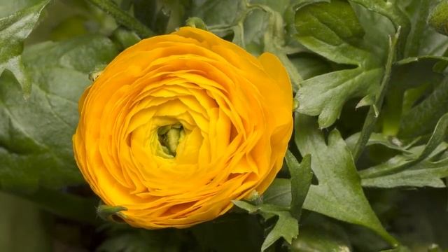 Восходящее путешествие 6 — Обещания души (Шри Чинмой) смотреть онлайн