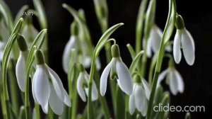 Пробуждение природы