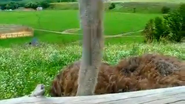 парк сафари Липецкая обл. смотреть онлайн
