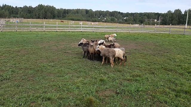 03.09.2023 Тренировка в Некрасовской.
