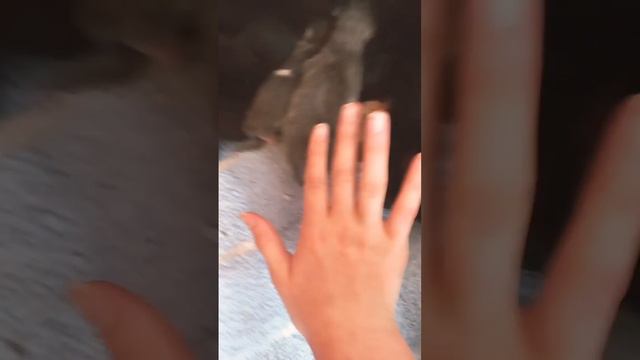 кошка родила котят смотреть онлайн