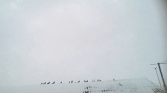 голуби смотреть онлайн