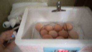 Испытание семейного инкубатора из китая