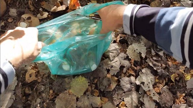 Подберёзовики октября #тихаяохота #грибы #mushroom #pilze #funghi