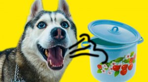 ОРУ В КАСТРЮЛЮ! POTCHALLENGE (Хаски Бандит) Говорящая собака