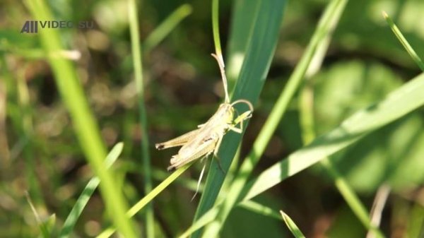 Кузнечик стрекочет. AllVideo.