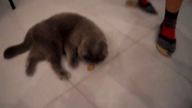 Котэ любит оливки! Kitty likes olives!!! смотреть онлайн