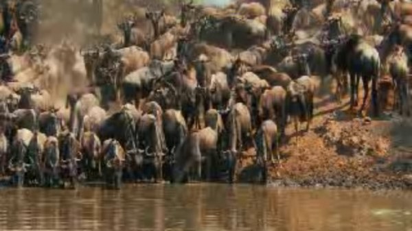 Национальный парк Серенгети