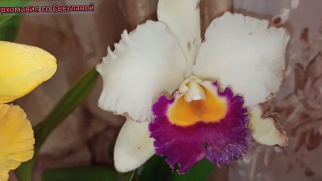 Каттлеи, Пафиопедилум.Новиночки. смотреть онлайн