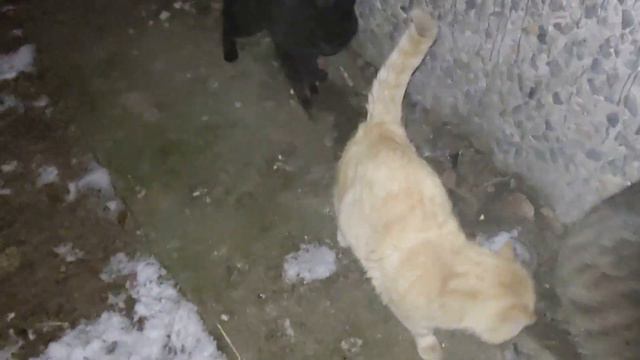 Голодный большой котик смотреть онлайн