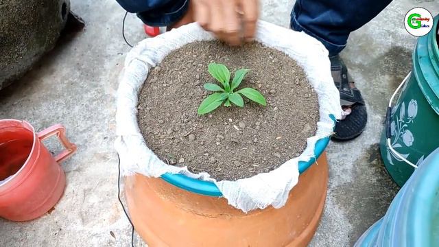 Planting of Petunia without Cost | Presented by Gardening Culture смотреть онлайн