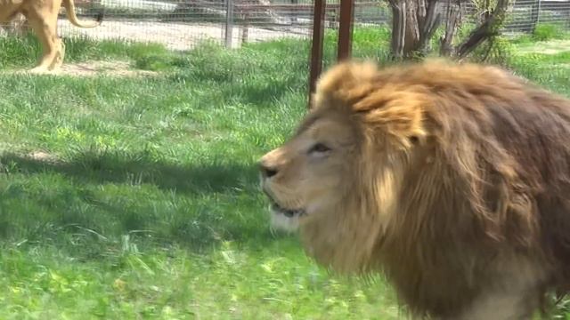 Тайгану посвящается...  ( For Taigan)