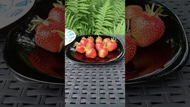 ...strawberry Joly ... клубника Джоли смотреть онлайн