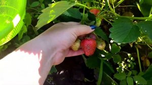 ? Клубника Альбион . Её плюсы и минусы. ?