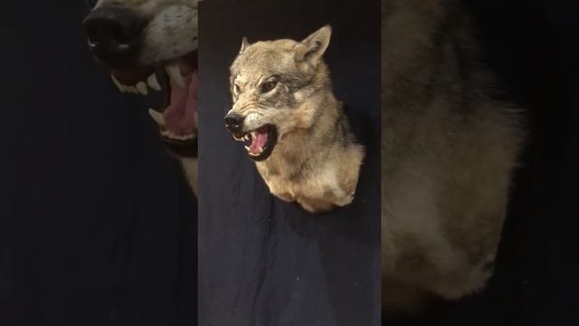 Чучело головы волка смотреть онлайн