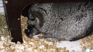 Роды у шиншиллы. Шиншилла родила – что делать? Новорожденные шиншиллята