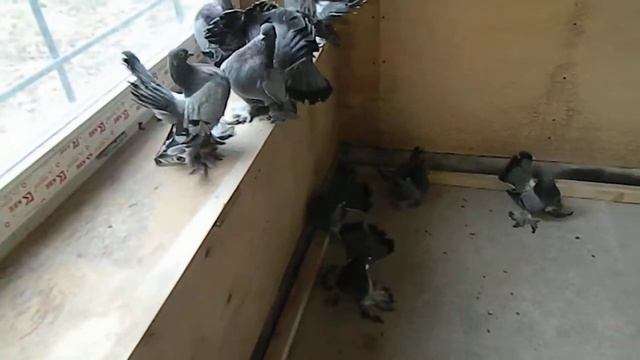 Магнитогорские Синие смотреть онлайн