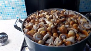 Vlog #Бегу за Рядовками  грибов  их оказалось  много.