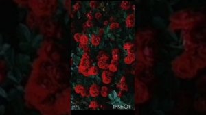 НАРОВАВ?? цыганская песня ??