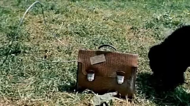 Чья собачка? смотреть онлайн