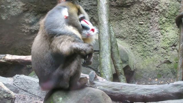 Mandrill Baboon Gelada Red Face Chewing Bronx Zoo смотреть онлайн