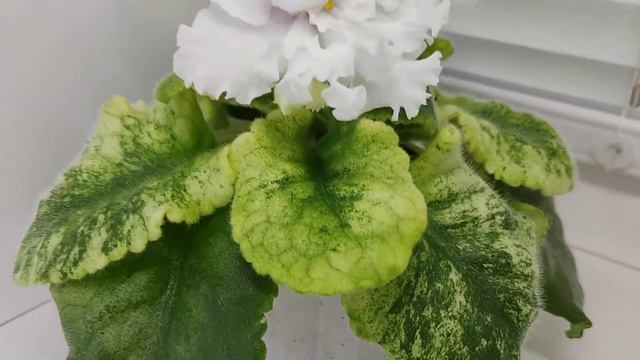 Фиалка ЕК-Модный Кутюрье смотреть онлайн