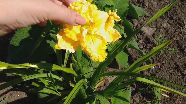 Лилейники и лилии в саду смотреть онлайн